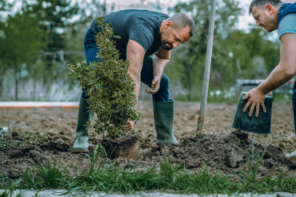 How Our Tree Care Process Works  in  Bremen, GA